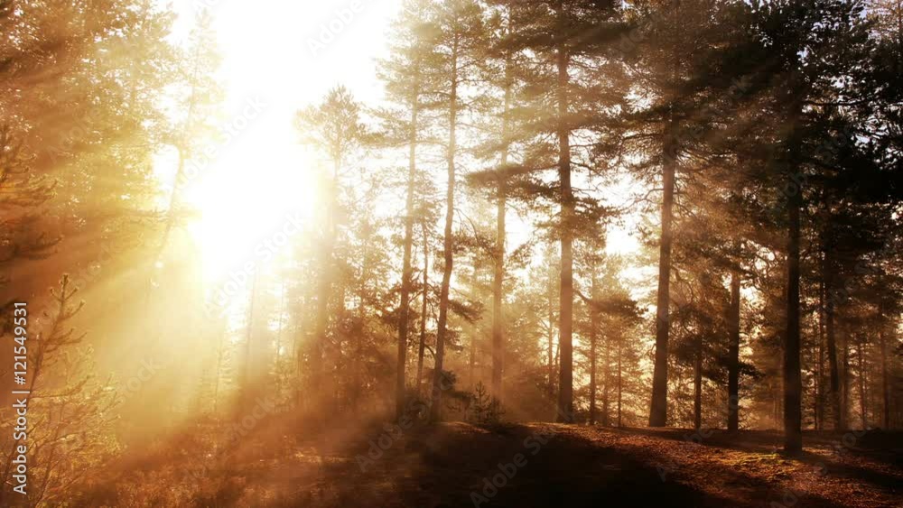 Sunny autumn forest background loop animation