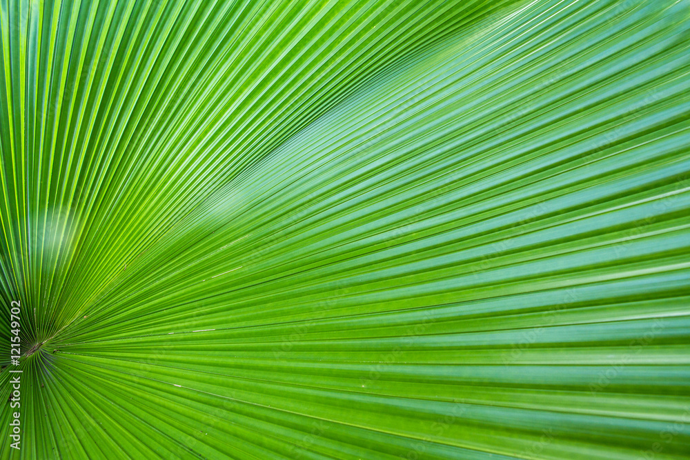 Closeup green leaf of green palm tree background Closeup green leaf of green palm tree background