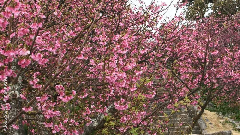 Zoom out shot of cherry blossoms blooming at an old castle in Okinawa. Zoom out shot of cherry blossoms blooming at an old castle in Okinawa.