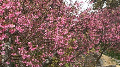 Wallpaper Mural Zoom out shot of cherry blossoms blooming at an old castle in Okinawa. Torontodigital.ca