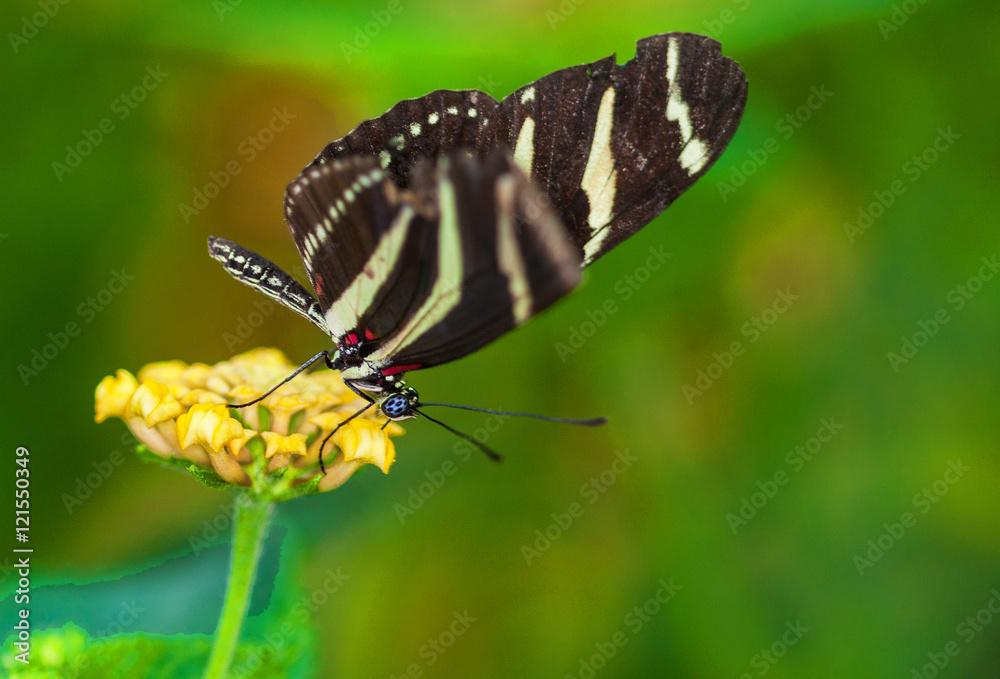 Papillon Heliconius charithonia sur une fleur