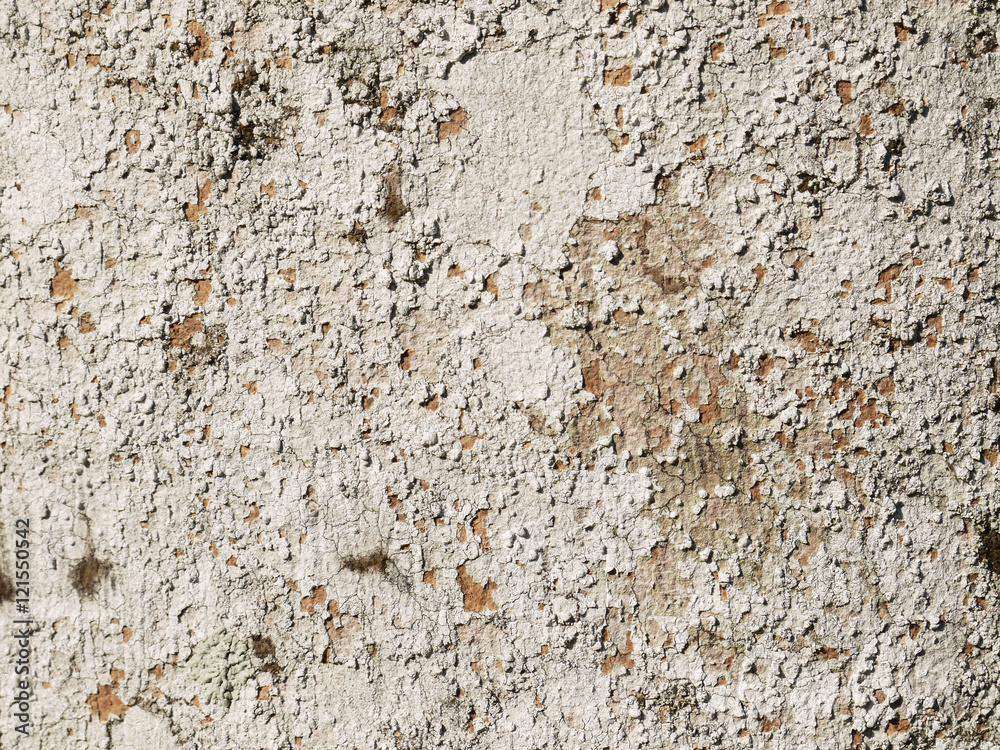 lichens on palm tree bark background lichens on palm tree bark background