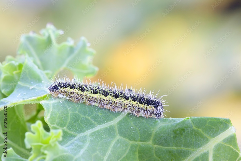 Fototapeta premium Large white cabbage butterfly, Pieris brassicae