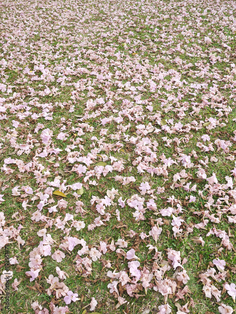 Pink flowers Tabebuya rosea blossom on green grass Pink flowers Tabebuya rosea blossom on green grass