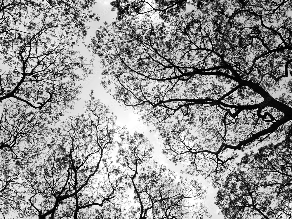 Silhouette of tree. Black and white Silhouette of tree. Black and white