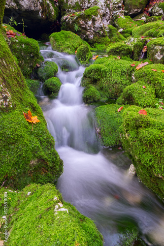 Mountain creek in the autumn forest in Triglav national park