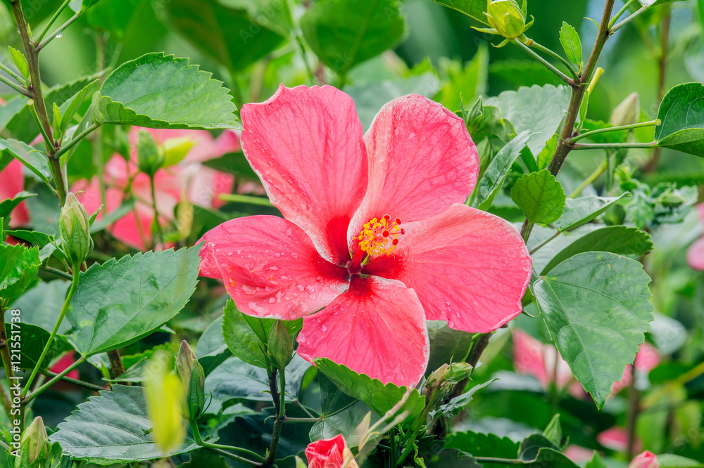 Red Hibiscus Rosa-sinensis flower or China rose Red Hibiscus Rosa-sinensis flower or China rose