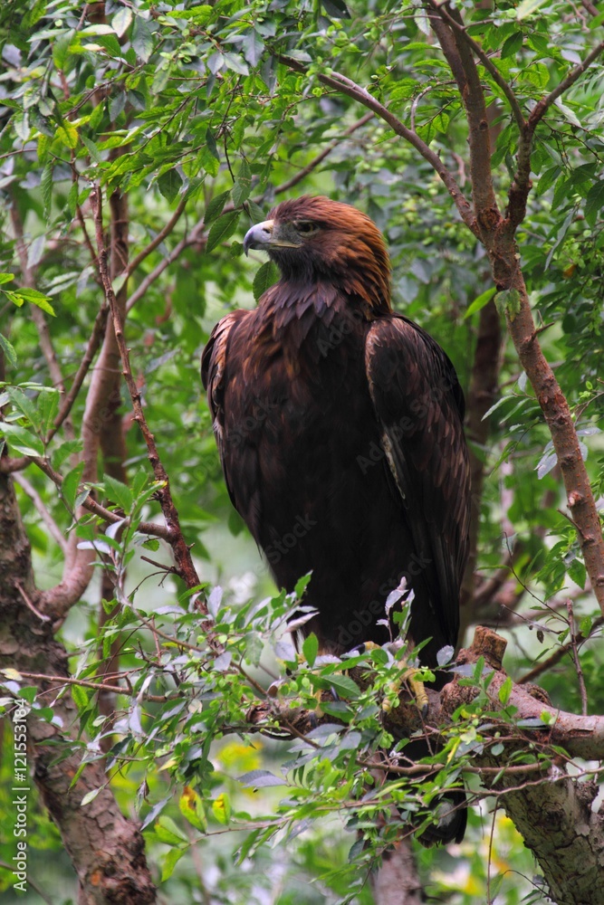 Obraz premium Japanese Golden Eagle (Aquila chrysaetos japonica)