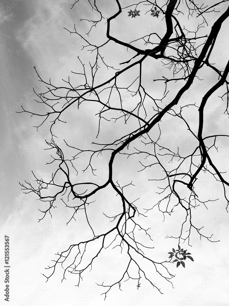 Fototapeta premium Silhouette tree