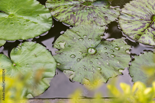 Lotus leafa drop of water In the tub photo