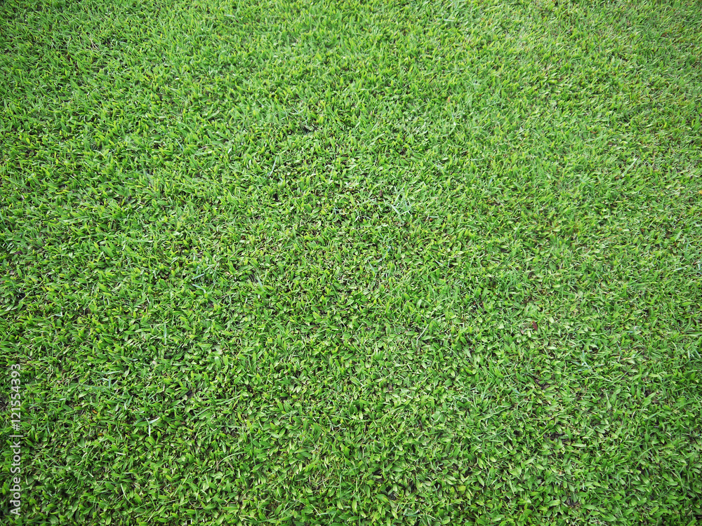 Fototapeta premium green grass - real green grass background