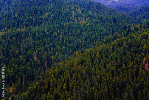 Pine forest on the mountains