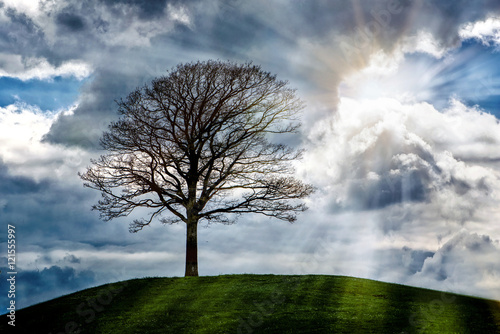 Frühjahrsstimmung - ein Baum in den ersten warmen Sonnenstrahlen 