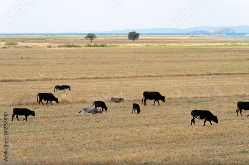 Cows on harvested meadow field © Oguz Dikbakan