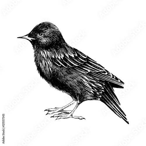 Bilde på lerret hand drawn starling