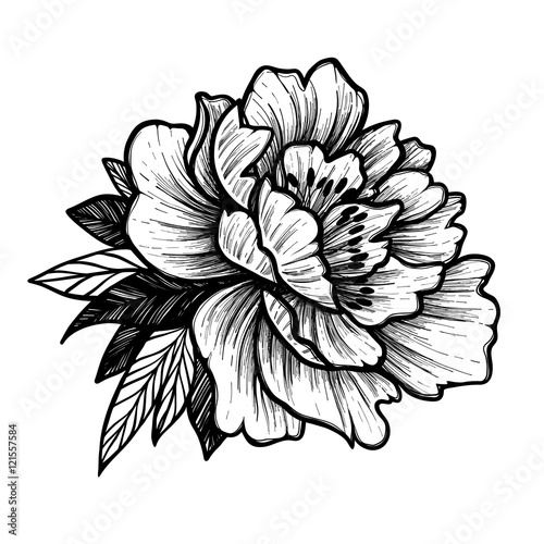 Hand drawn vector illustration - Peony flower. Floral Tattoo sketch