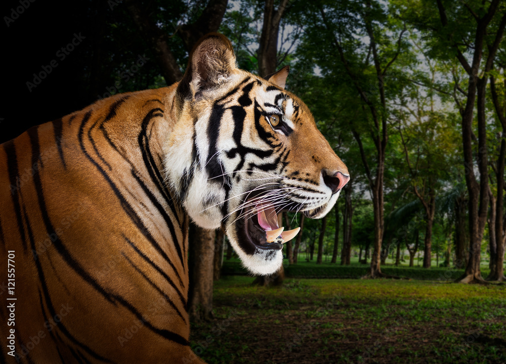 Fototapeta premium Siberian tiger in the wild