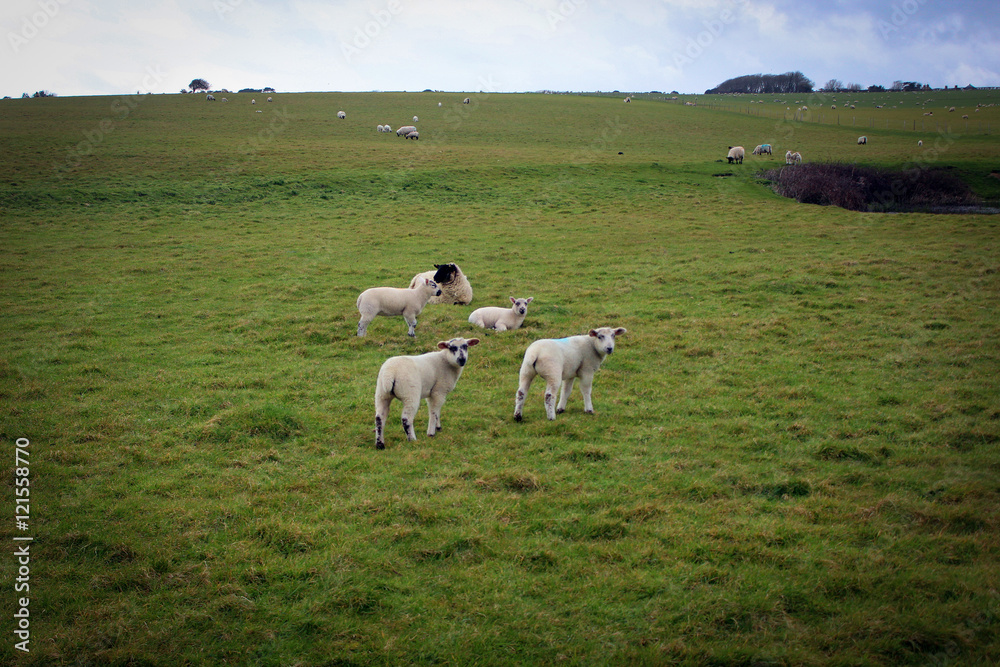 Sheeps of the Seven Sisters National Park, England Sheeps of the Seven Sisters National Park, England