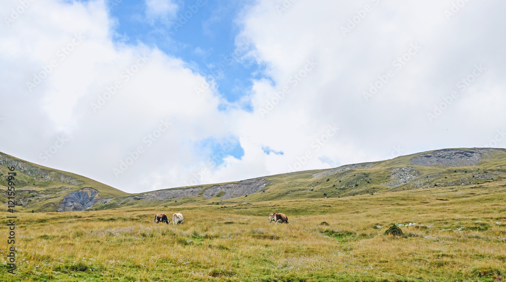 Transalpina road, Parang Mountains, hills with green grass and cows