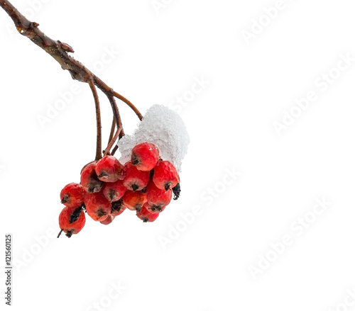 Obraz na plátne Snow-covered European ashberry isolated on white