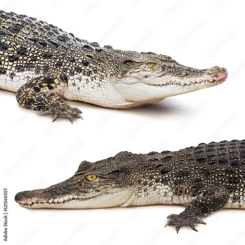 Fototapeta premium Crocodile isolated