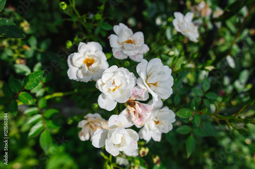 Białe kwiaty róży
