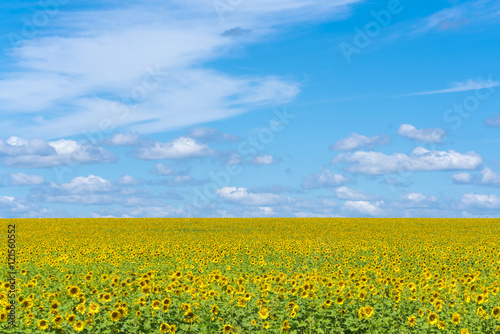 Green field with yellow sunflowers under a blue sky with clouds © watman