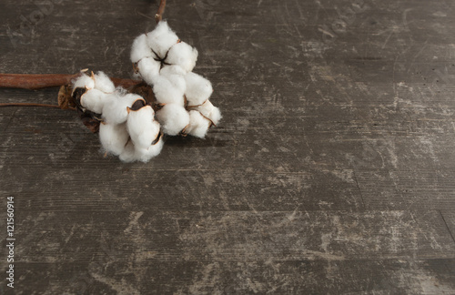 cotton plant  flower on old pine wooden