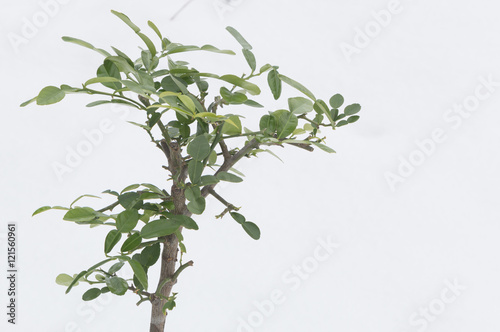Kaffir lime tree on snow  white background