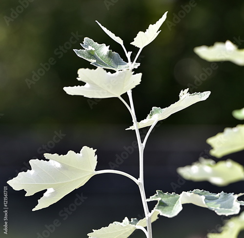 peuplier blanc photo