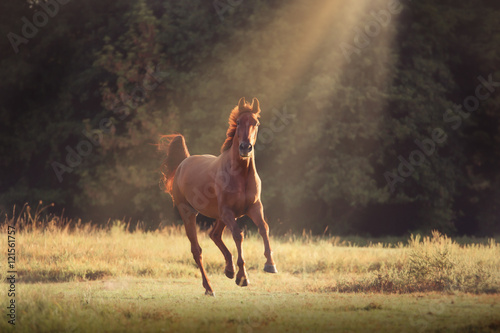 Fototapeta Naklejka Na Ścianę i Meble -  red horse runs on the green grass on the dark trees and sunlight background