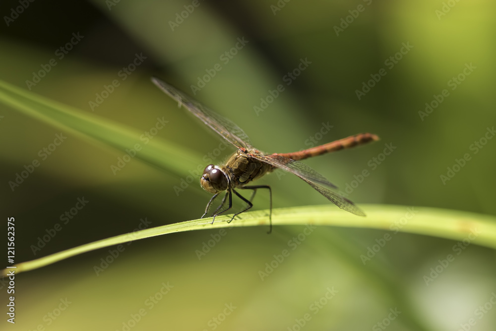 Male common darter dragonfly - Sympetrum striolatum Male common darter dragonfly - Sympetrum striolatum