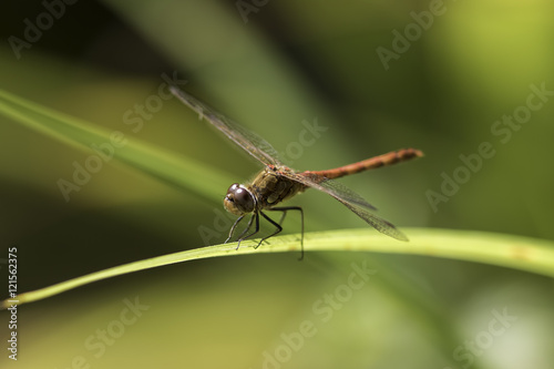 Male common darter dragonfly - Sympetrum striolatum © Ian Dyball