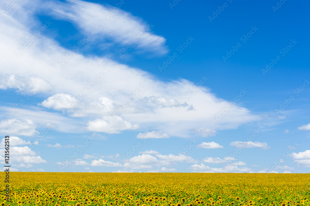 Green field with yellow sunflowers under a blue sky with clouds Green field with yellow sunflowers under a blue sky with clouds