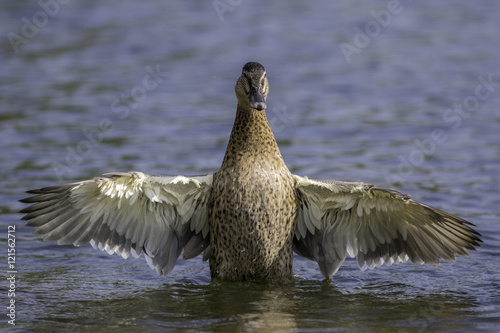 Female mallard with outstretched wings