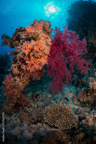 Soft corals fill the reef with color  St John s Farsha Umm Kararim  Red Sea  Egypt