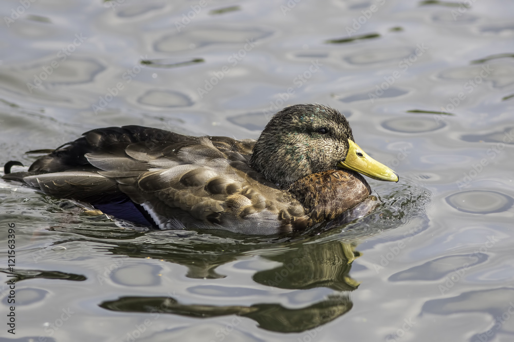 Fototapeta premium Male Mallard duck in eclipse plumage