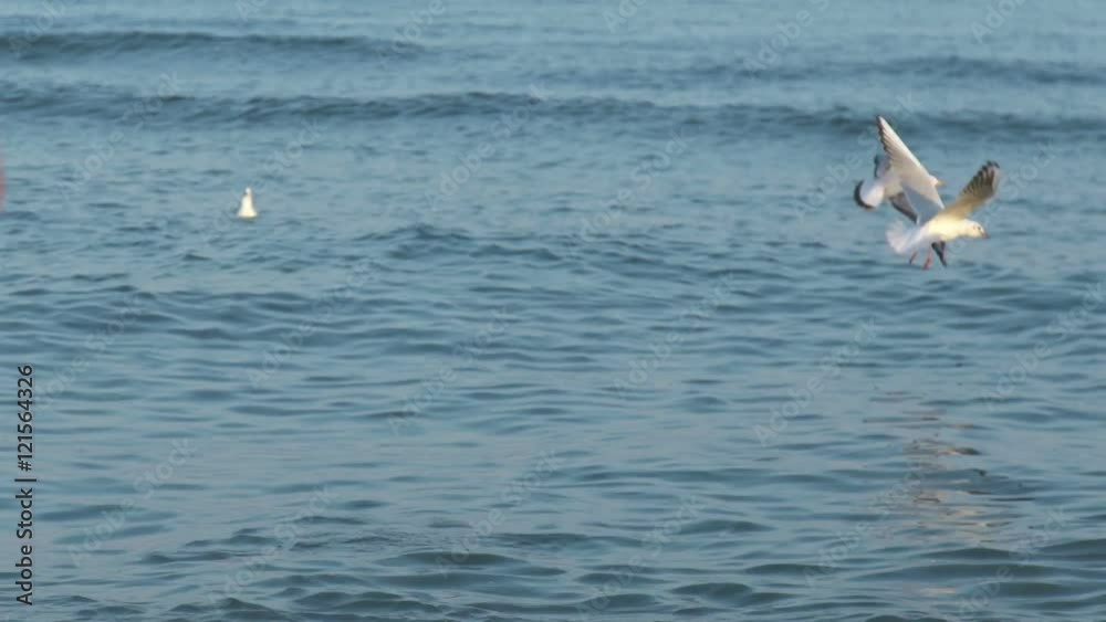 man feeding sea gulls daytona beach florida man feeding sea gulls daytona beach florida