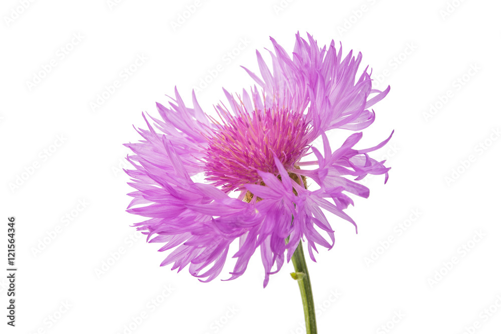 flower cornflower flower cornflower