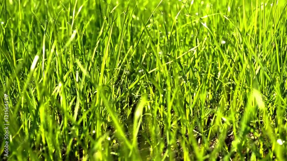 young lawn - camera panning left to right