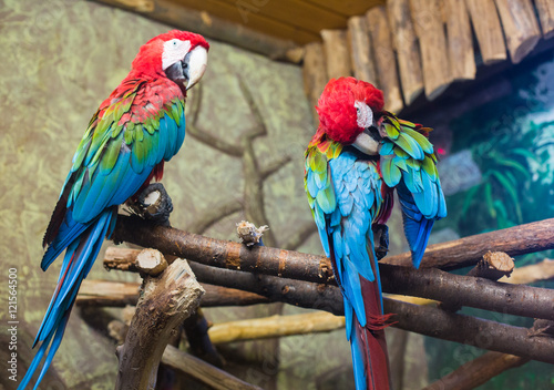 cockatoo parrots