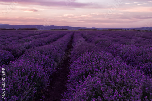 Stock Photo: Lavender fields. Beautiful image of lavender field. Summer sunset landscape, contrasting colors. Dark clouds, dramatic sunset