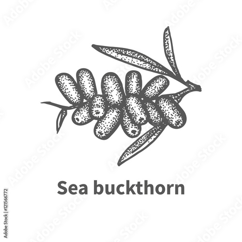 Sketch sea buckthorn with leaves and branches