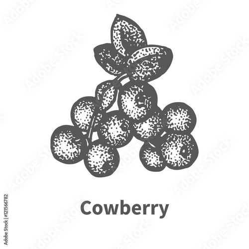 Sketch cowberry with leaves and branches