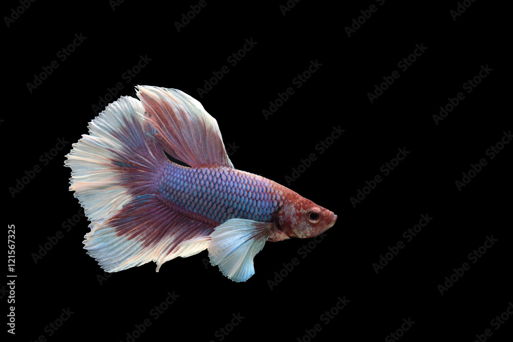 Obraz premium Siam Fighting Fish on black background.