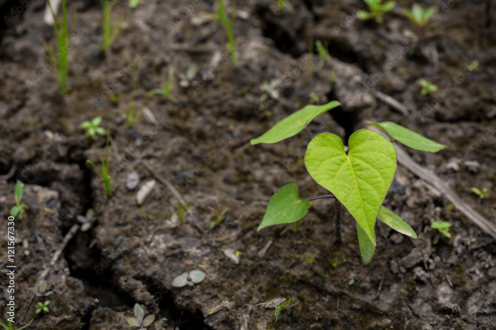 seedling bodhi tree on crack soil seedling bodhi tree on crack soil