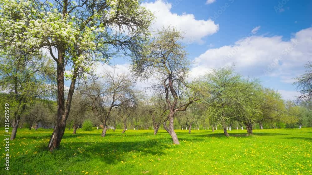Spring apple orchard, panoramic time-lapse Spring apple orchard, panoramic time-lapse