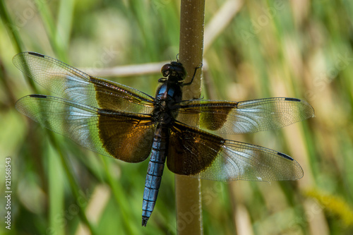 Widow Skimmer Dragonfly photo