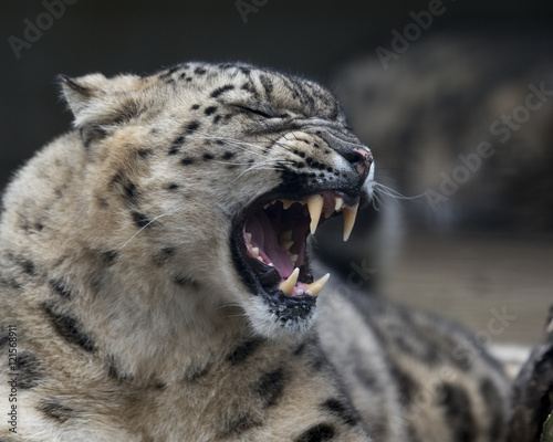 Snow Leopard 002