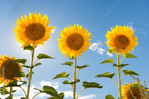 sunflower field against the sky